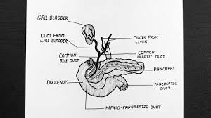 Graft rejection that occurs between the fourth and tenth day after transplantation is considered _. Diagram Of Duct System Of Liver Gallbladder And Pancreas Class 11 Biology Youtube