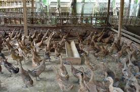 Gambar kandang bebek petelur intensif paling bagus. Mahir Dalam 18 Minggu Ternak Bebek Pedaging Broiler