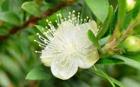 What Does Myrtle Flower Symbolize Color Meaning Facts