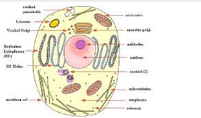 Maybe you would like to learn more about one of these? Gambar Sel Hewan Dan Sel Tumbuhan Beserta Keterangannya