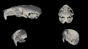 Die meeresbiologen begegneten ihm in über 600 metern wassertiefe: A Landmark Free Morphometrics Pipeline For High Resolution Phenotyping Application To A Mouse Model Of Down Syndrome Development The Company Of Biologists