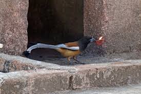 Department of agriculture (usda) inspected birds & animals unlimited (bau) and cited it for violating the federal animal welfare act (awa).the usda cited bau for failing to provide two pigs with skin conditions with adequate veterinary care. These Birds Eat Fire Or Close To It To Live Another Day The New York Times