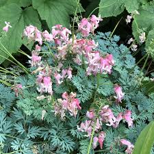 Ebay.com has been visited by 1m+ users in the past month Dicentra Pink Diamonds Garden Crossings