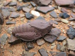 'a playful mimicry of the techniques of realist writers'. Animal Mimicry Camouflage Top Mimicry Stone Grasshopper Mimicry And Camouflage Pinterest Beautiful Bugs Mimicry Animals Beautiful