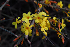 Image result for Jasminum nudiflorum