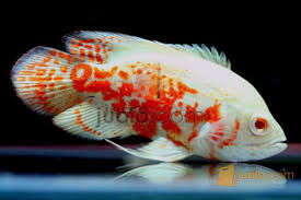 Harga ikan oscar jenis ini cukup mahal, setara dengan jenis lemon, yaitu sekitar rp 140.000 an per ekornya yang sudah dewasa. Ikan Hias Air Tawar Oscar Albino Tangerang Jualo
