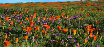 The california poppies are out in full bloom on the hillsides of antelope valley right now, as long as you come at the right time. The Poppies Are Blooming In Antelope Valley