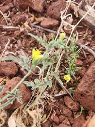 Image result for Cucumis ficifolius