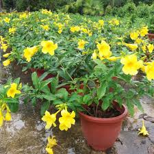 Image result for Allamanda