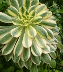 Image result for Plectranthus guruensis