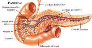 7 Sintomas De Un Problema En El Pancreas Anatomy Pancreas Human Anatomy