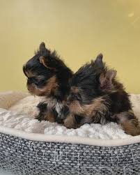 In league city, tx, and search the available pets they have up for adoption on petfinder. Yorkshire Terrier Puppies Video Gifs Funny Pets Videos Cute Pets Videos Funny Animals Videos Cute Animals Videos Funny Dogs Videos Cute Dogs Videos Funny Cats Videos Cute Cats Videos