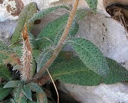 Image result for Cystostemon