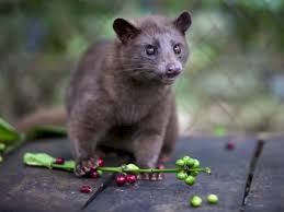 Halaman timeline artikel terbaru profil musang sama penulis media online di kompasiana.com. Kopi Luwak Biji Kopi Dari Kotoran Musang Luwak Yang Nikmat Indozone Id