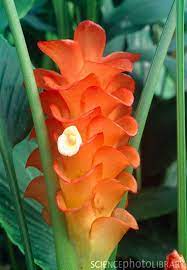 Pin By Chishidomi Kim On Wedding Flower Ideas Unusual Flowers Ginger Flower Amazing Flowers