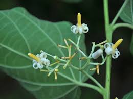 Image result for Alangium chinense