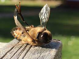 Information about the lifespan of bumble bees tends to vary between different studies. How Long Do Honey Bees Live Ben Bees