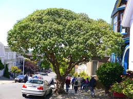 Image result for Myoporum laetum