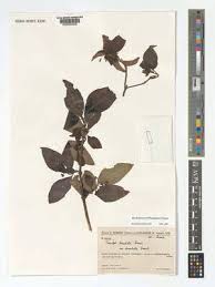 Image result for Triainolepis africana