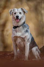 18 Adorable Mixed Breed Dogs You Ll Fall In Love With Mixed Breed Puppies Mixed Breed Dogs Medium Mixed Breed Dogs