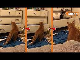 Epic Laugh Funniest Scared Cat Home 2019 Best Of Funny Cat Videos 6 In 2020 Scared Cat Funny Cat Videos Funny Cats