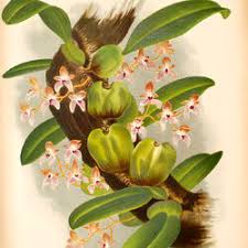 Image result for Bulbophyllum encephalodes