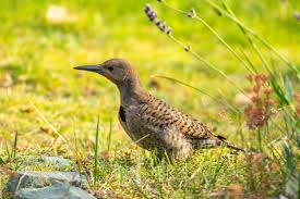 Use them in commercial designs under lifetime, perpetual & worldwide rights. Juvenile Northern Flicker Vancouver Island Birding