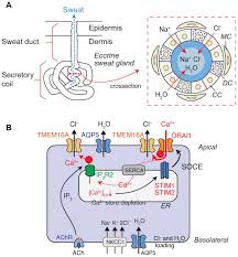 Regulation Of Epithelial Ion Transport In Exocrine Glands By Store Operated Ca Sup 2 Sup Entry Abstract Europe Pmc