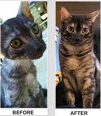 Legal Treatment For Cat Disease Known As Fip Still Years Away News Vin