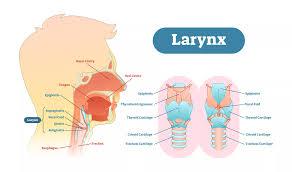 Image result for Acute Laryngitis