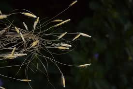 Image result for Arthraxon lancifolius