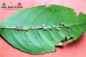 Having a problem in the garden with no idea of the cause is not uncommon. Controlling Scale On Citrus Trees Leaf Root Fruit Gardening Services