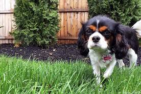 Most things are just fine for your furry friends, but there are some outliers you should know about. Dog Friendly Garden Ideas We Know Stuff