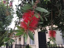 好康好文大家賞h 紅千層 學名callistemon citrinus 又稱紅毛刷 紅瓶刷子樹 紅瓶刷子 金寶樹 places to visit places plants