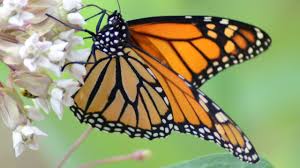 Butterflies and bees cannot tolerate any toxins, so their presence is a good indicator that you following best practices for organic gardening. What Do Butterflies Eat Liquids Nectar From Flowers Or Juices From Fruit