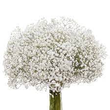 Gypsophila Snowball 5 Or 10 Bunches Sam S Club Gypsophila Flower Arrangements Babys Breath