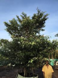 Image result for Englerophytum