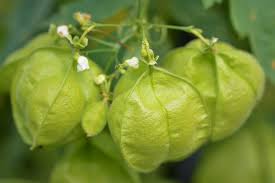 Image result for Cardiospermum halicacabum