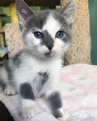 Pin By Marychristie On Cat Love In 2020 Cute Cats Kittens Cutest Cute Animals