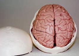 Image result for ‫فیزیولوژی جمجمه و مغز‬‎