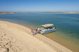 Image result for Faroa salutaris