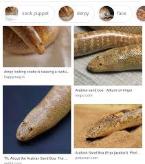 The erycinae are a subfamily of nonvenomous snakes in the family boidae. I Make Comics And I Eat Tubers Sand Just Makes Animals Break See The Tibetan