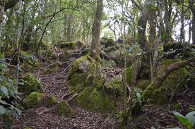 Image result for Bothriocline inyangana