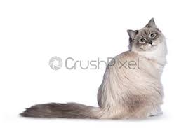 We can now see that both breeds have some similarities in their history, as they are both natural, rustic, longhair cat breeds. Neva Masquerade Cat On White Background Stock Photo Crushpixel