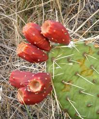 Forage and eat cactus carefully. Eating Wild Cactus