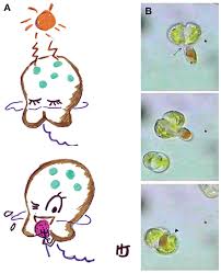 Excuse me, i beg your pardon. Plants Are Not Animals And Animals Are Not Plants Right Wrong Tiny Creatures In The Ocean Can Be Both At Once Frontiers For Young Minds