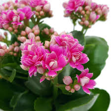 Kalanchoe In 2020 House Plants Flowering House Plants Kalanchoe Blossfeldiana