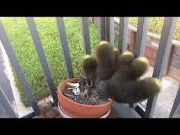 I didn't until i started researching it. Banana Peel Versus Cactus Slow Mo Youtube