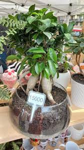 Image result for Ficus