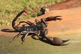 This is probably due to their fearsome look, with pincers called pedipalps at one end and a stinger filled with venom at the other. Ever Wondered Who D Win In A Fight Between A Scorpion And Tarantula A Venom Scientist Explains